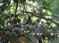 Eastern spinebill