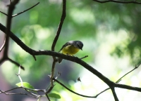 Eastern yellow robin