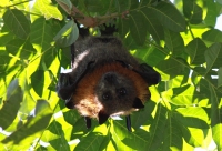 Fruit bat