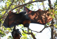 Fruit bat