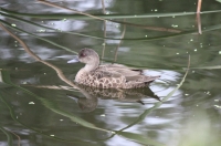 Grey teal