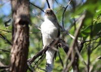 Laughing Kookaburra