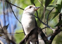 Laughing Kookaburra