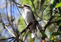 Laughing Kookaburra