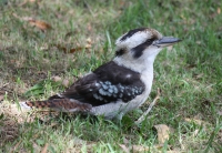 Laughing Kookaburra