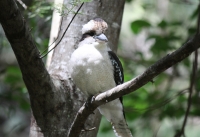 Laughing Kookaburra