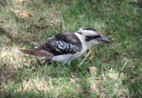 Laughing Kookaburra