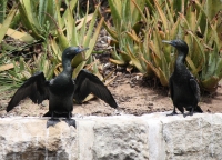 Little black cormorant