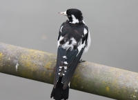 Magpie Lark