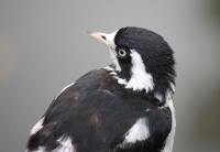 Magpie Lark