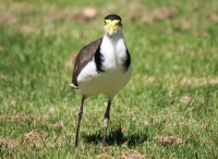 Masked Lapwing