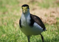 Masked Lapwing