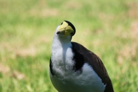 Masked Lapwing