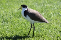 Masked Lapwing