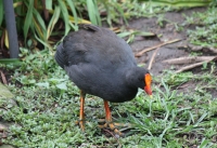 Moorhen