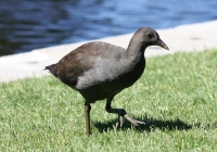 Moorhen