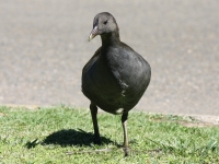 Moorhen