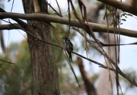 New Holland Honeyeater