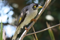 Noisy Miner