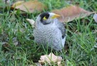 Noisy Miner