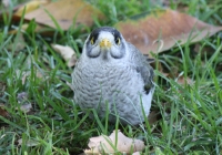 Noisy Miner