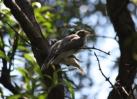 Noisy Miner