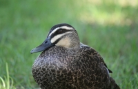 Pacific black duck