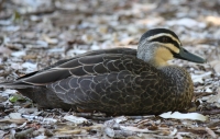 Pacific black duck