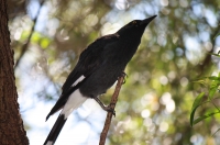 Pied currawong