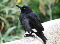 Pied currawong