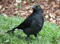 Pied currawong