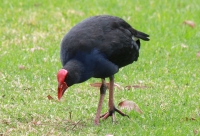 Pukeko