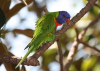 Rainbow lorikeet