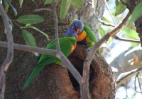 Rainbow lorikeet