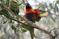 Rainbow lorikeet