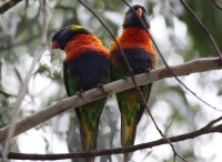 Rainbow lorikeet