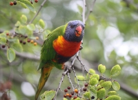 Rainbow lorikeet