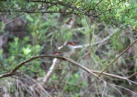 Red-browed finch