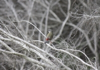 Red-browed finch