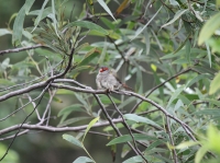 Red-browed finch