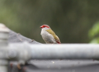 Red-browed finch