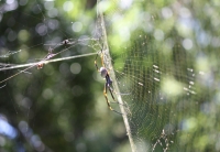 Golden orb spider