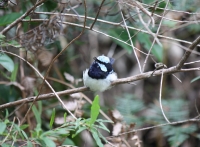 Superb fairy wren