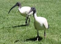 White ibis