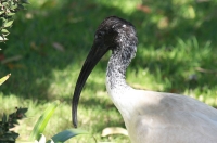 White ibis