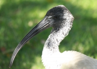 White ibis