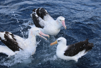 albatrosses