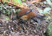 alberts-lyrebird