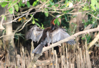 australasian-darter