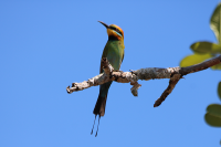 bee-eater